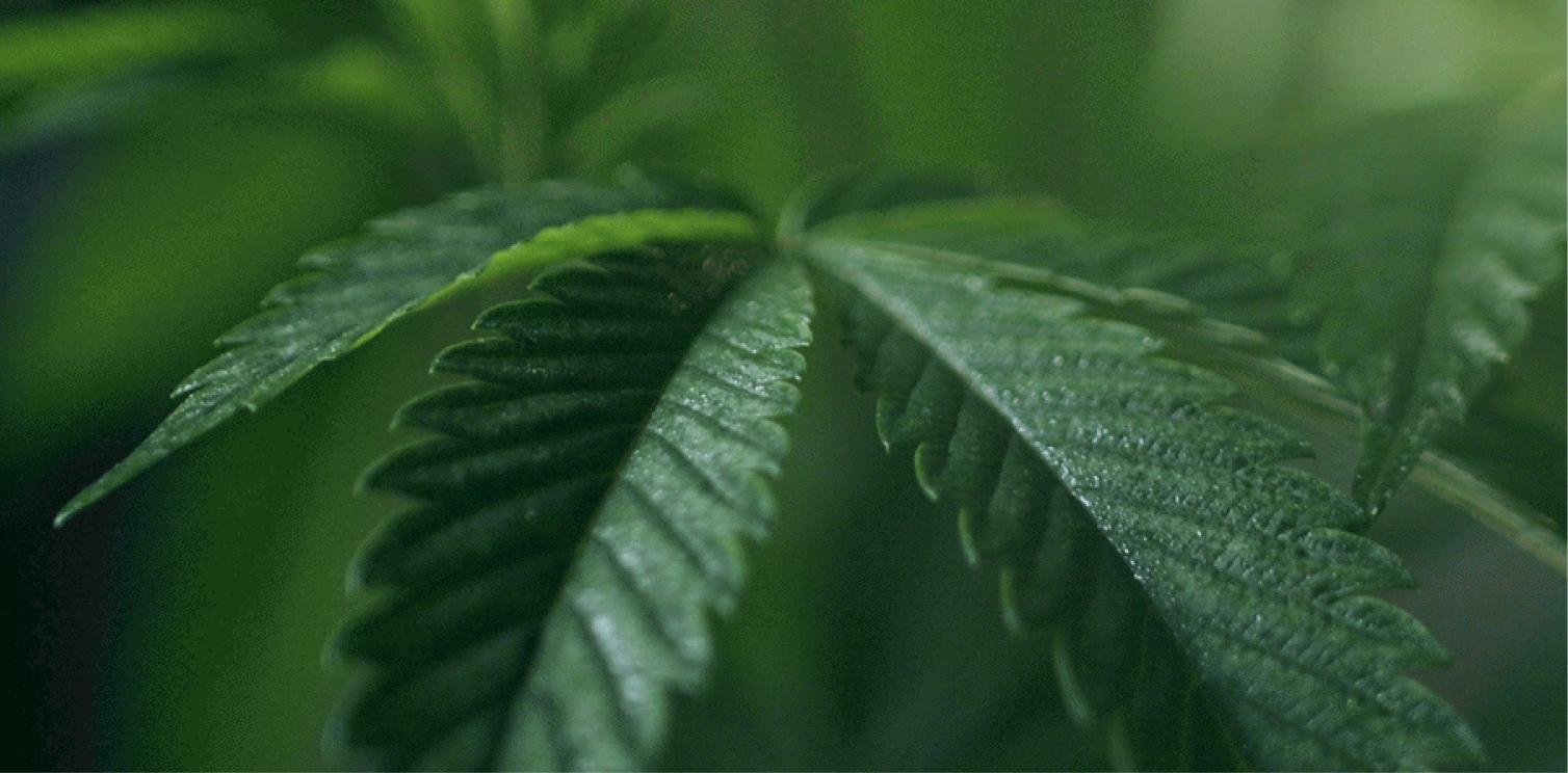 Dr. Gea - Dr. Gea - A wellness platform that unites doctors and patients in the quest for natural health.  | SPICE