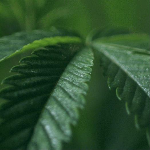 Dr. Gea - Dr. Gea - A wellness platform that unites doctors and patients in the quest for natural health.  | SPICE